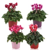 Цикламен Супер Аллюр Fuji Mix d12 см h25 см