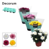 Хризантема Грандеза микс (decorum) d13 см h25 см