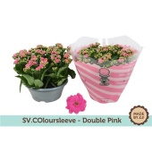 Каланхоэ Rosalina Pink d23 см h27.5 см