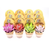 Эхеверия Rainbow Mix Indian Cover d8.5 см h10 см