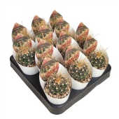 Ферокактус Hamatacanthus d6.5 см h8 см