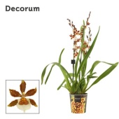 Орхидея Камбрия Голд Раш (decorum) d12 см h65 см