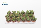 Эуфорбия Echinus d8.5 см h16 см