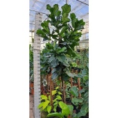Фикус Лирата на стволе d50 см h300 см