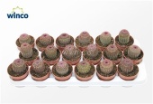 Эхиноцереус Rubrispinus d8.5 см h15 см