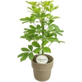 Шеффлера Нора In Terracotta Grey d15 см h45 см