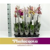 Фаленопсис 2 ствола Mx 12+ (phalaenova) d12 см h65 см