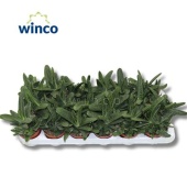 Гастерия Little Warty d8.5 см h16 см