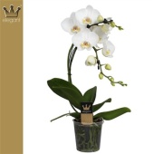 Фаленопсис 2 ствола Boemerrang White 14+ (bernhard) d12 см h50 см