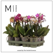 Фаленопсис 2 ствола Mini Mix d9 см h32 см