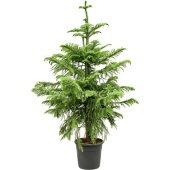 Араукария Heterophylla d30 см h180 см