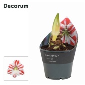 Гиппеаструм Flaming Striped 2 ствола d14 см h25 см тип 2