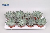 Эхеверия Pulidonis Grey d12 см h18 см тип 2