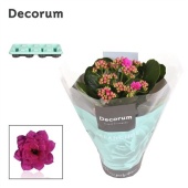 Каланхоэ Calandiva ярко-розовый (decorum) d12 см h24 см