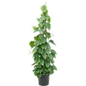 Филодендрон Сканденс Pyramid d27 см h150 см тип 2