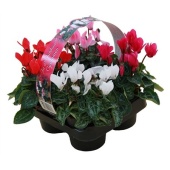 Цикламен Верано Mix 4-pack d9 см h12.5 см