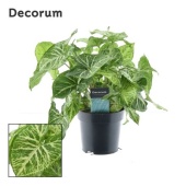 Сингониум Арроу (decorum) d14 см h30 см