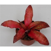 Криптантус Strawberry Flambee d9 см h15 см