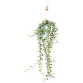 Хедера хеликс White Wonder d17 см h100 см