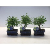 Бонсай Зельква Parvifolia d15 см h25 см тип 1