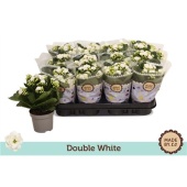 Каланхоэ Rosalina White d9 см h19 см
