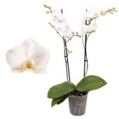 Фаленопсис 2 ствола Multiflora White 30+ (pannekoek) d12 см h39 см