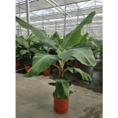 Банан Dwarf Cavendish d34 см h200 см