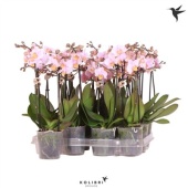 Фаленопсис Little Kolibri 2st Pink 22+ d9 см h40 см тип 2
