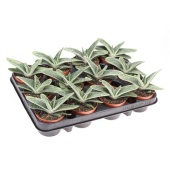 Гастерия Little Warty d8.5 см h12.5 см