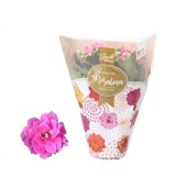 Каланхоэ Rosalina Don Nando Pink d7 см h15 см