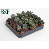 Адромискус Микс (живые камни) d5.5 см h10 см