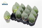 Хавортия микс Sierra Collection d8.5 см h12.5 см
