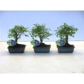 Бонсай Зельква Parvifolia d15 см h25 см тип 2