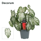 Каладиум белый d17 см h40 см (decorum)
