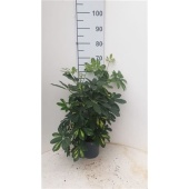 Шеффлера Голд Капелла d17 см h60 см