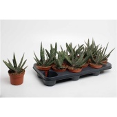 Гастерия Carinata Big Ben d10.5 см h22.5 см