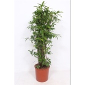Драцена Суркулоза куст d34 см h150 см