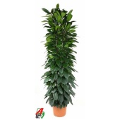 Фикус Циатистипула колонна d35 см h200 см
