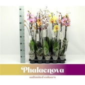 Фаленопсис 2 ствола Mix 12+ (phalaenova) d12 см h75 см тип 2