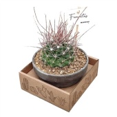 Ферокактус Hamatacanthus d15 см h15 см