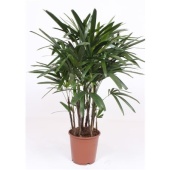 Рапис Excelsa d24 см h100 см