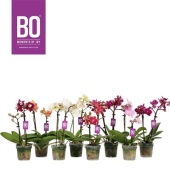 Фаленопсис 2 ствола Pink Kiss (opt-flor ) d7 см h25 см