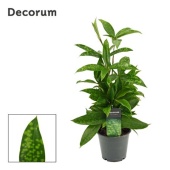 Драцена Суркулоза (decorum) d12 см h40 см