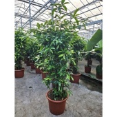 Драцена Суркулоза бранч d45 см h180 см