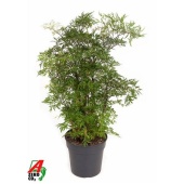 Полисциас Ming Branched d19 см h70 см