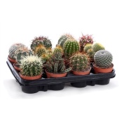 Кактусы канарские микс d8.5 см h10 см