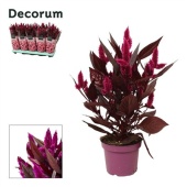 Целлозия Мистик Шаде (decorum) d12 см h35 см тип 2
