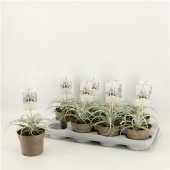 Тилландсия Xerographica d12 см h20 см