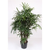 Рапис Excelsa d40 см h210 см