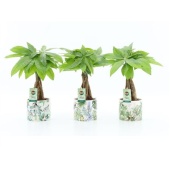 Пахира Акватика In Jungle Ceramic d14 см h50 см